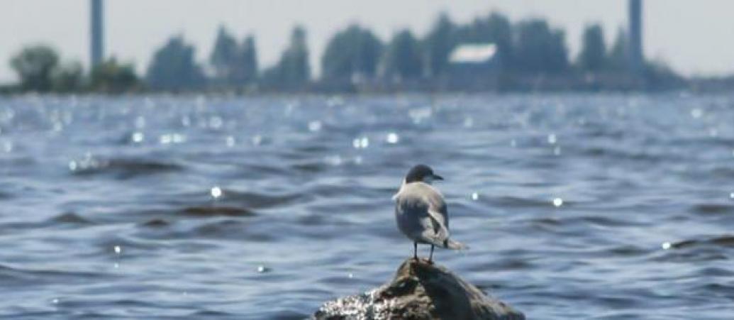 Windmills, seagull.